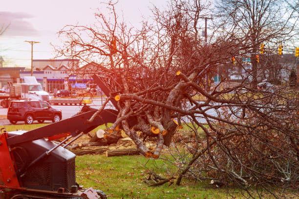 New Paris, IN Tree Care Company