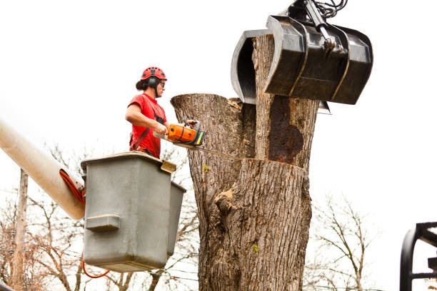  New Paris, IN Tree Care Pros