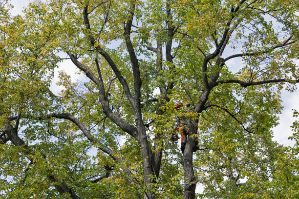 Best Storm Damage Tree Cleanup  in New Paris, IN
